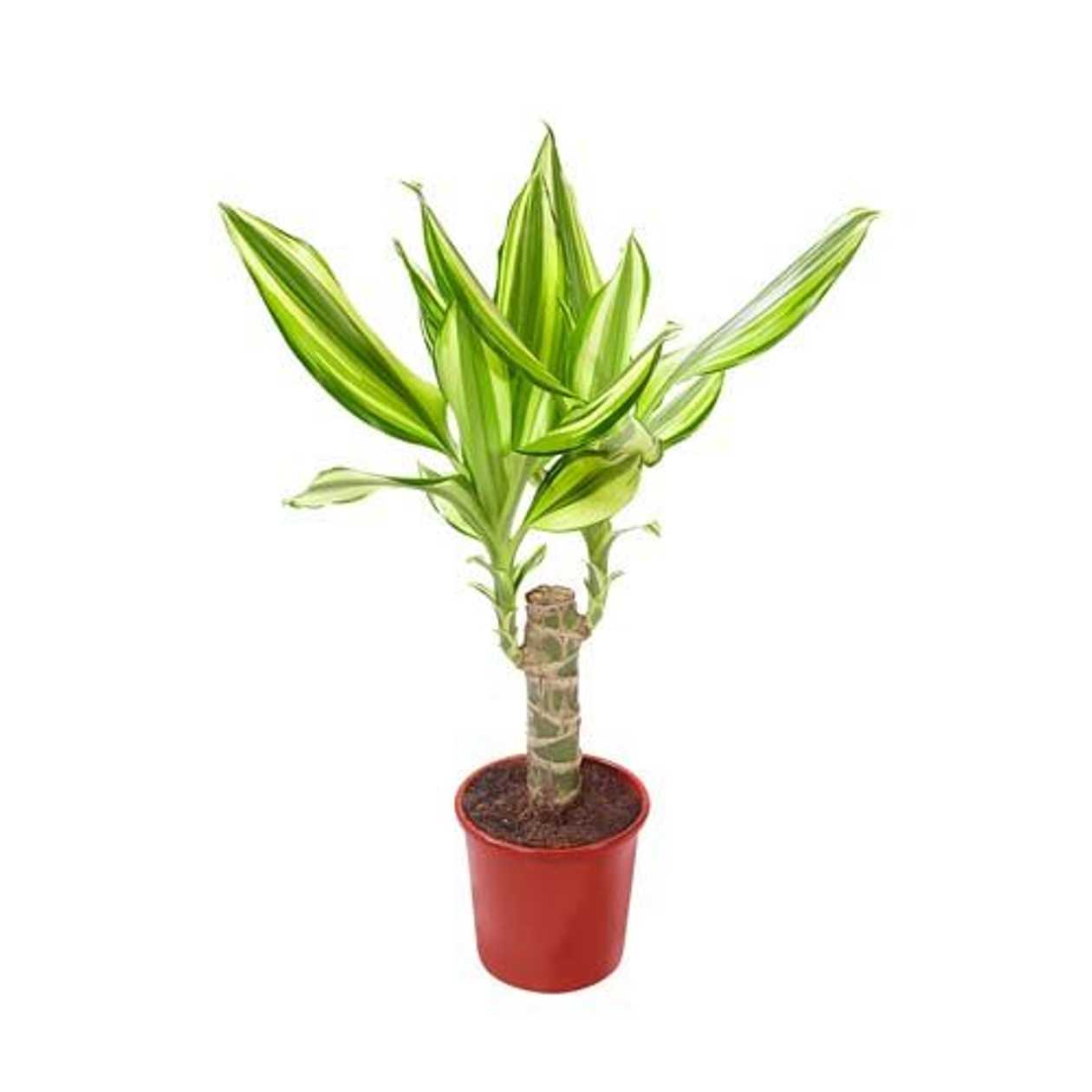 DRACENA FRAGRANS 11 CM