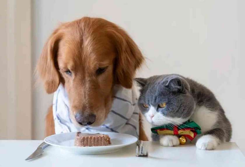 FICAT DE PUI CU OREZ