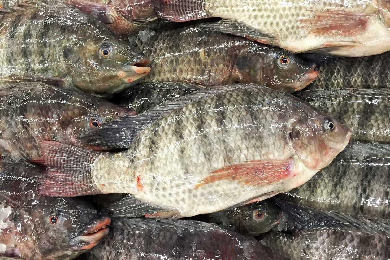 Fresh Tilapia