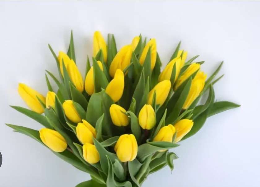 Yellow Tulips, 11pcs