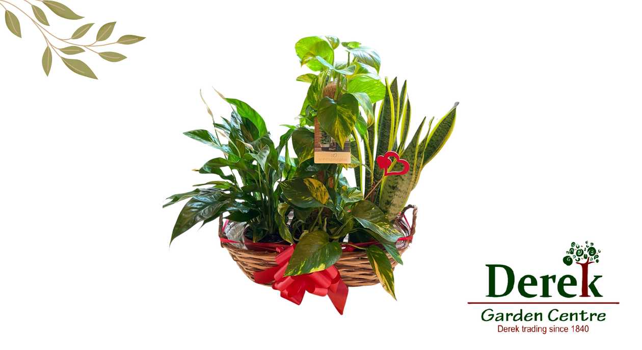 Botanical Hampers Collection