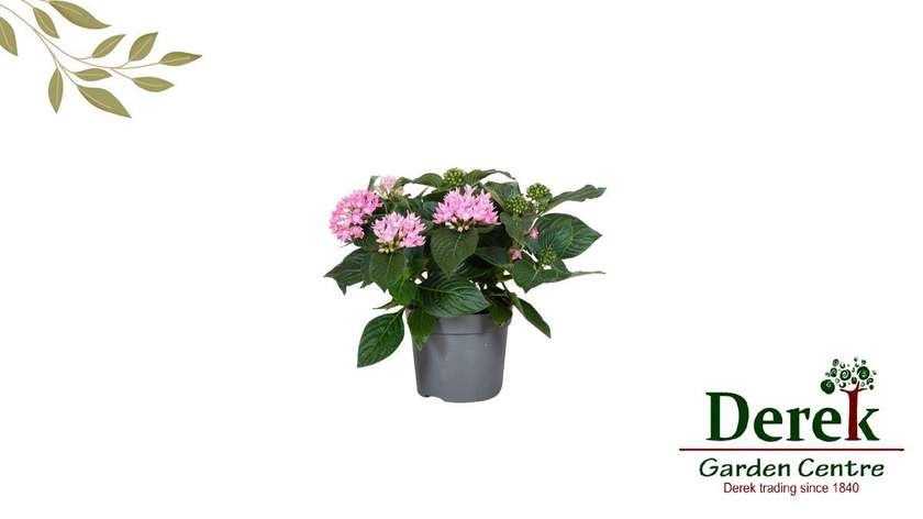 Pentas lanceolata Starcluster Rose