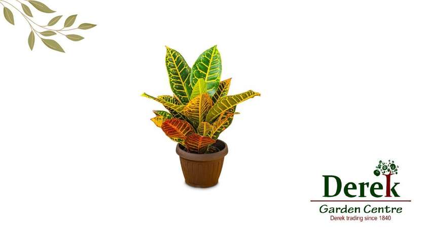 Codiaeum Variegatum Petra