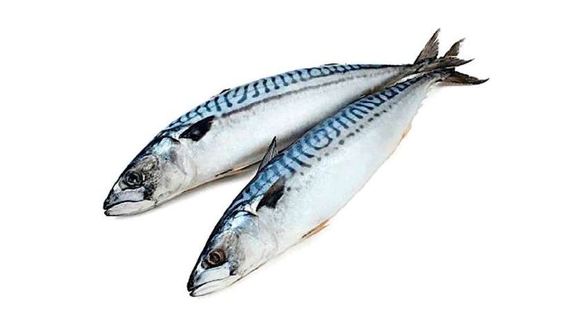 Frozen Mackerel