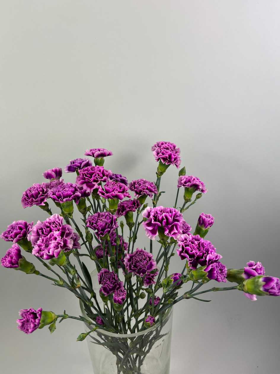 Violet Bush Carnation with Light White Edges
