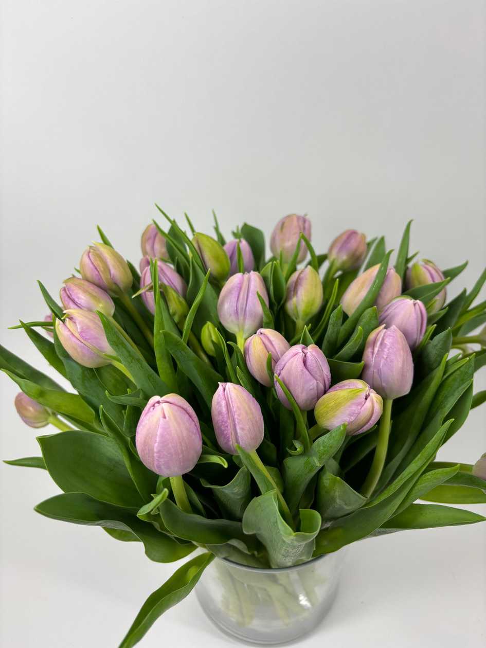 Light Violet Tulips