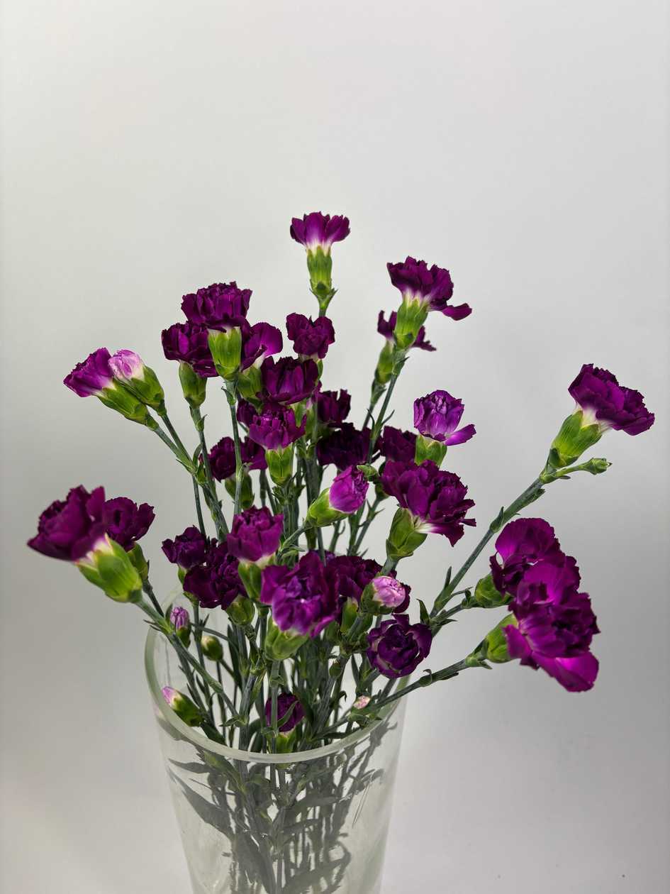 Dark Violet Bush Carnations