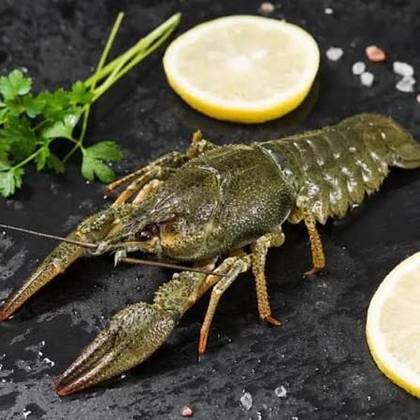 Live Crayfish. Medium Size L 1 kg