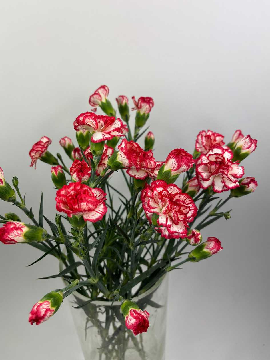 Red and White Bush Carnations