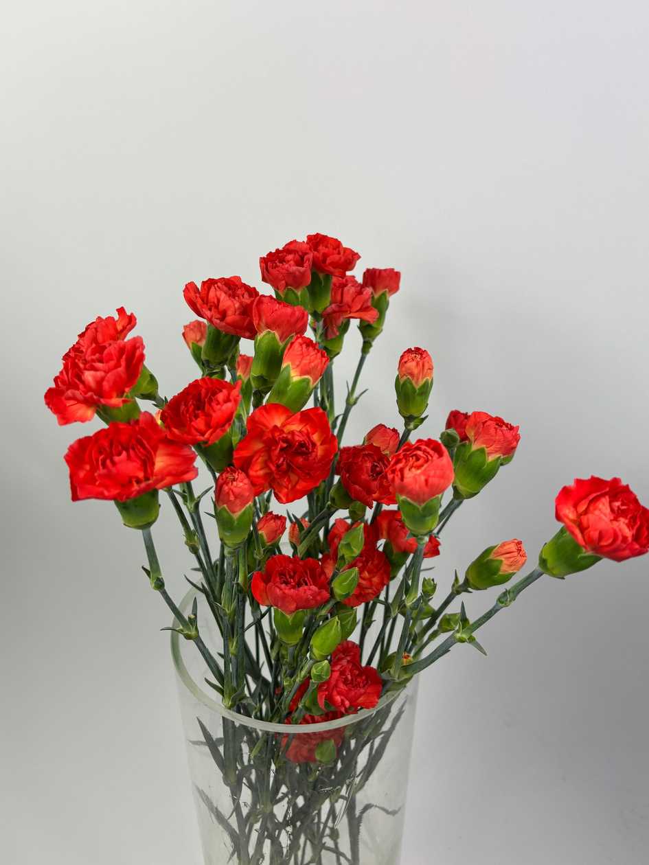 Orange Bush Carnations