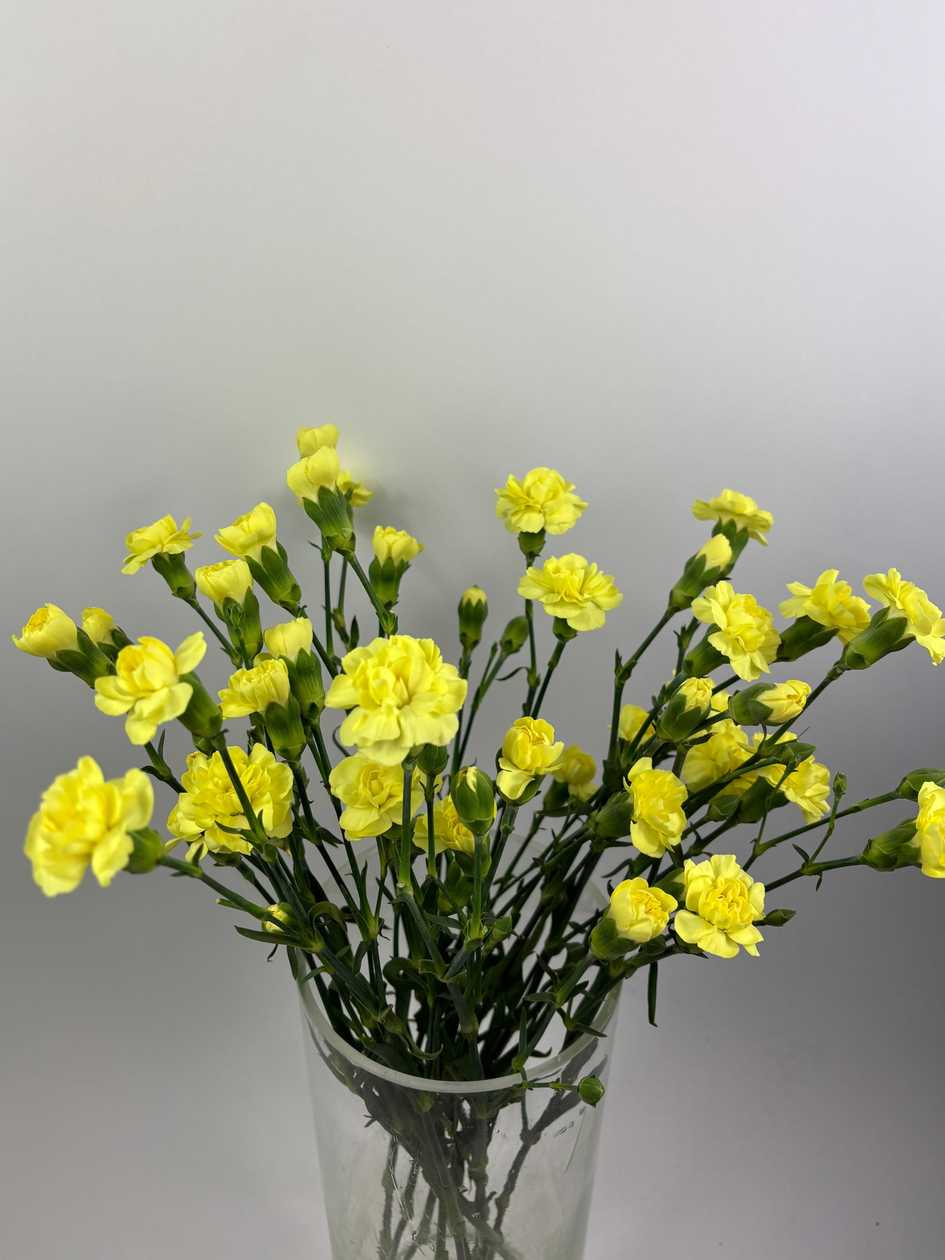 Bright Yellow Bush Carnations