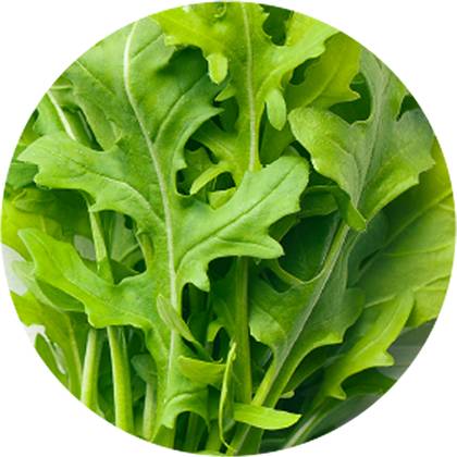 Arugula