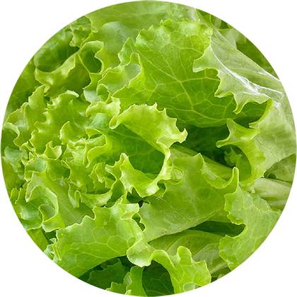 Salad leaves