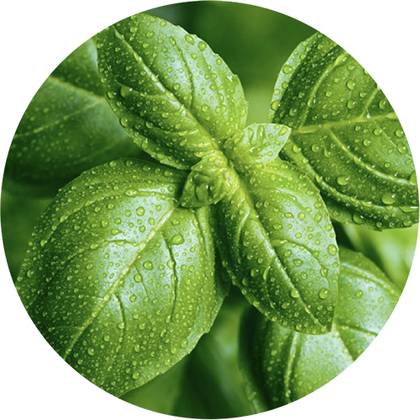 Green Basil