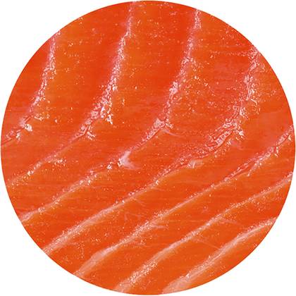Salmon