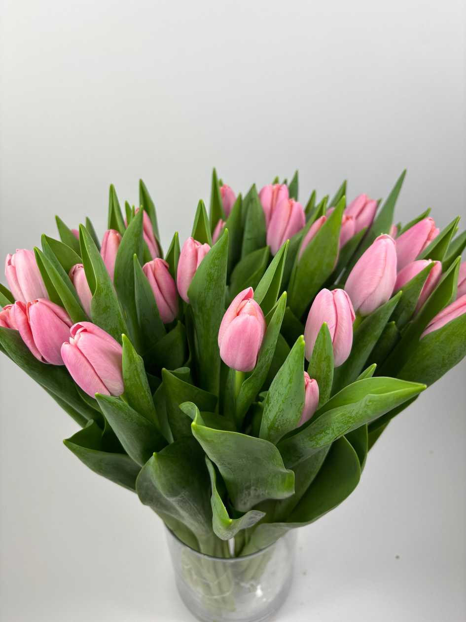 Jet Stream Tulips