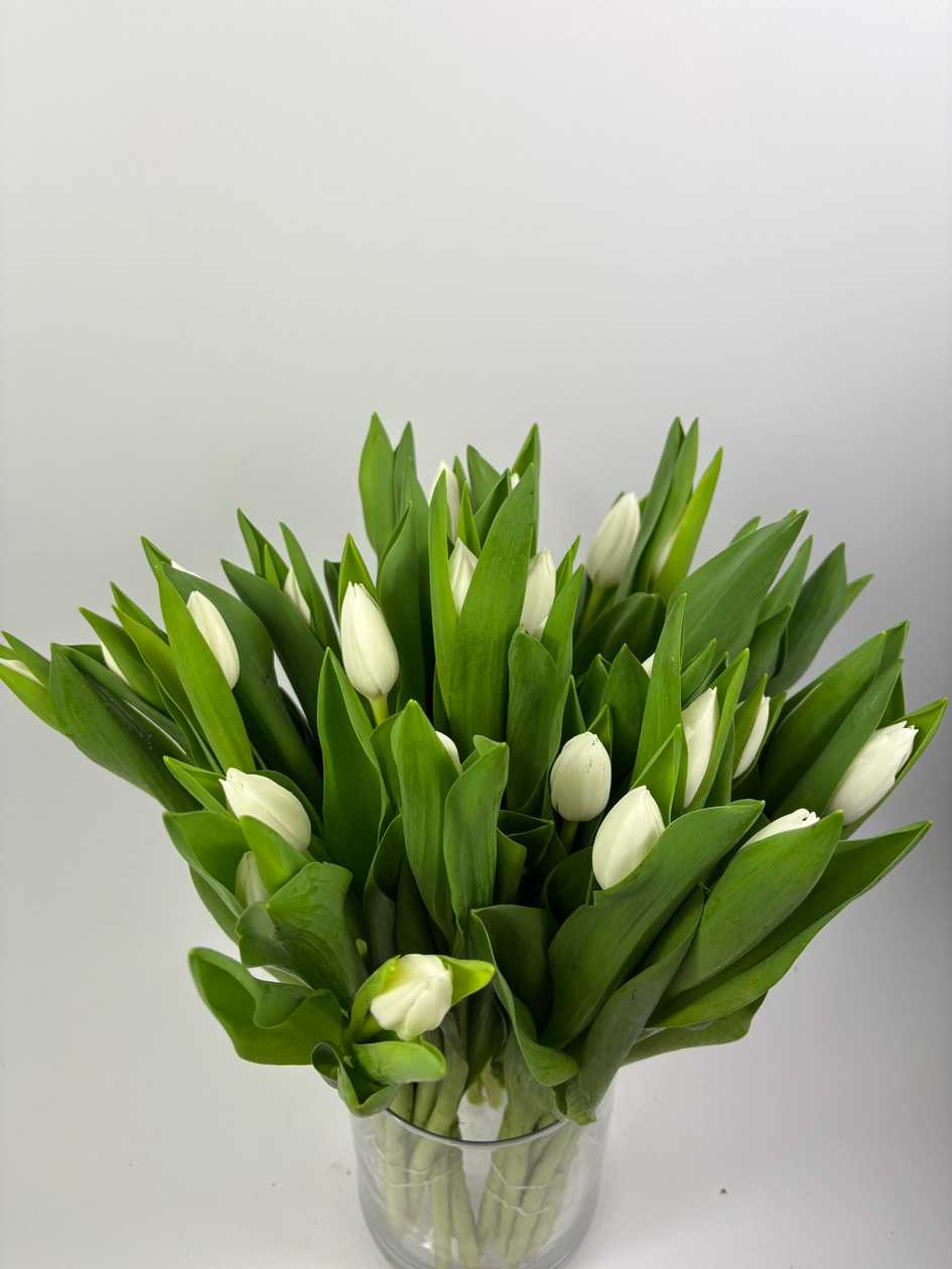White Prince Tulips