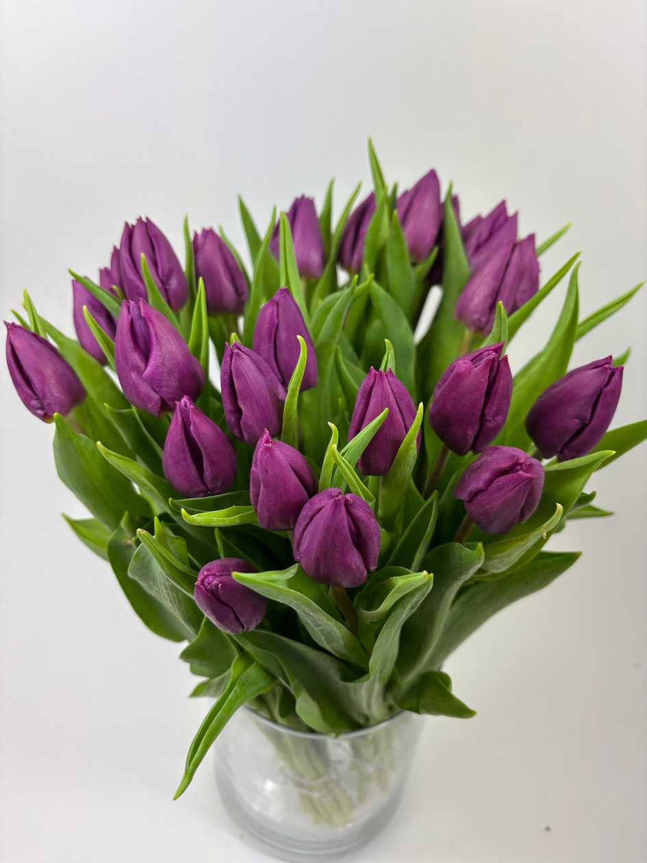 Purple Princess Tulips