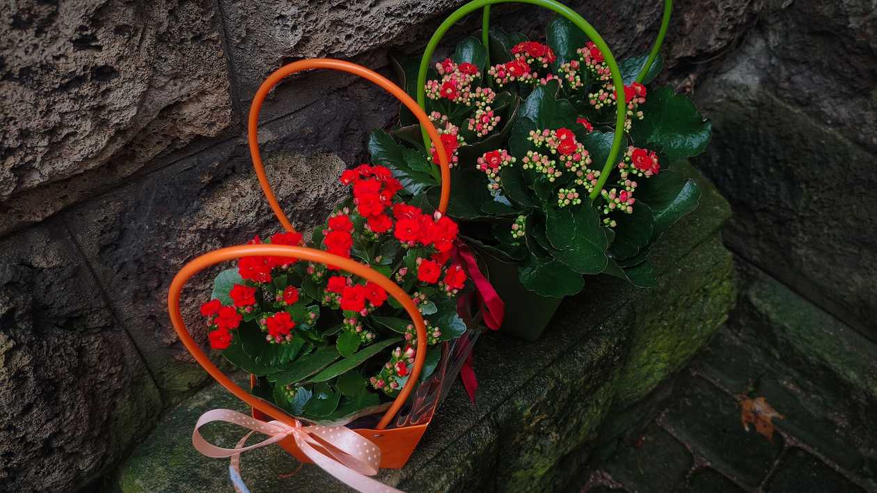 Kalanchoe in a Bag (1 pc.)