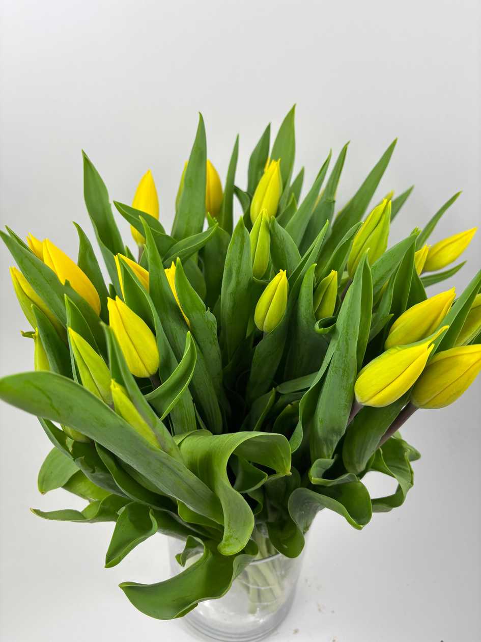 Strong Gold Tulips