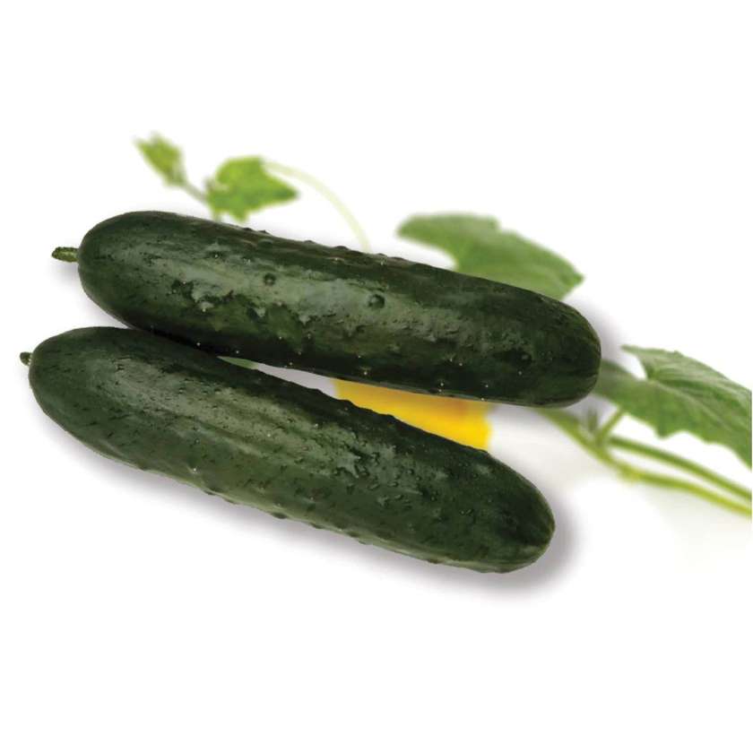 Marneuli Fresh Cucumbers 0,5-0.55Kg