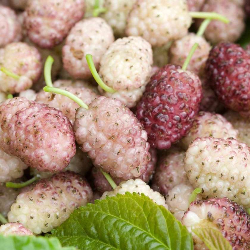 Variegated Mulberry 0.5Kg