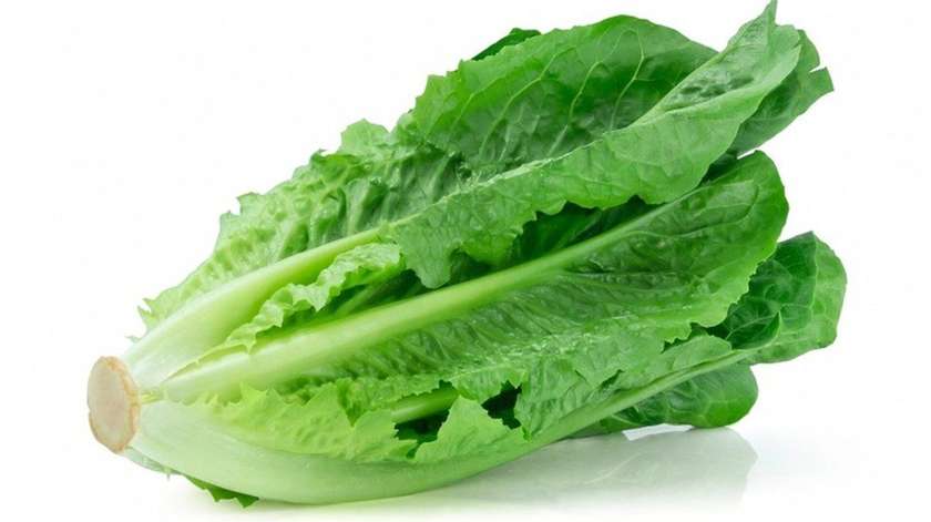 Salad "Romano" 0,5-0,6 Kg