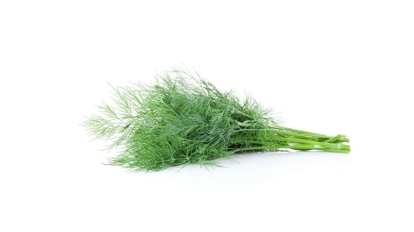 Dill 100G