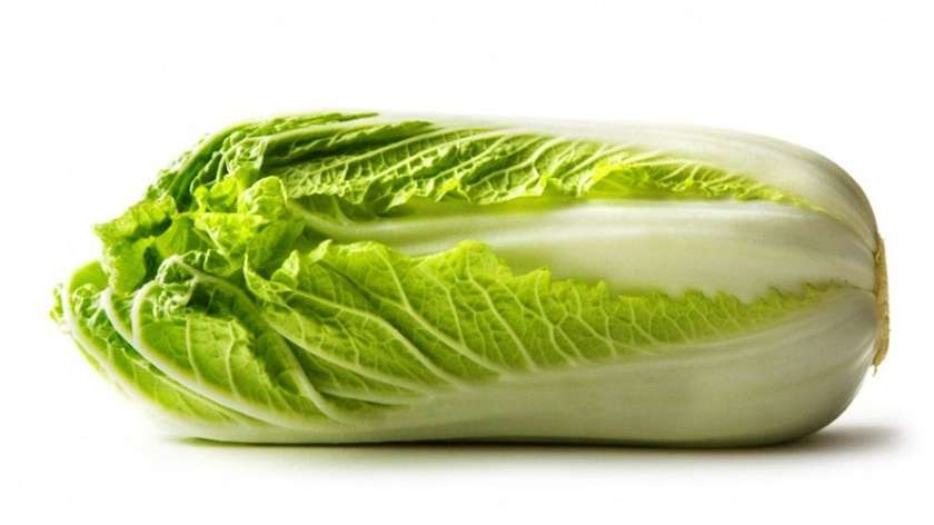 Chinese Cabbage 2.0-2.5Kg