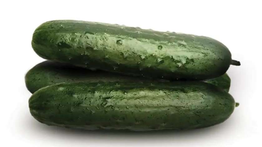 Cucumber "Planta" 0.5-0,6Kg