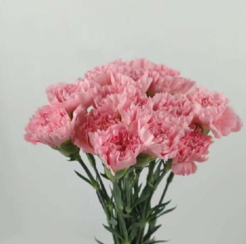 10 Stems Pink Carnation