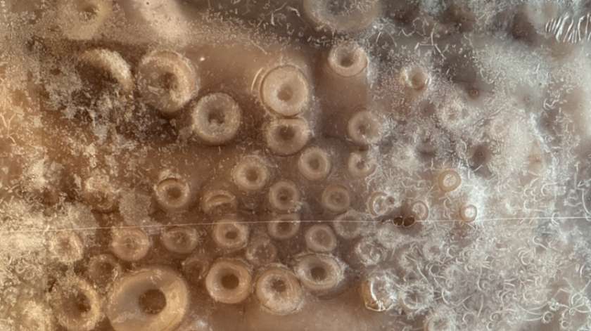 Frozen Whole Octopus 2.5+ kg