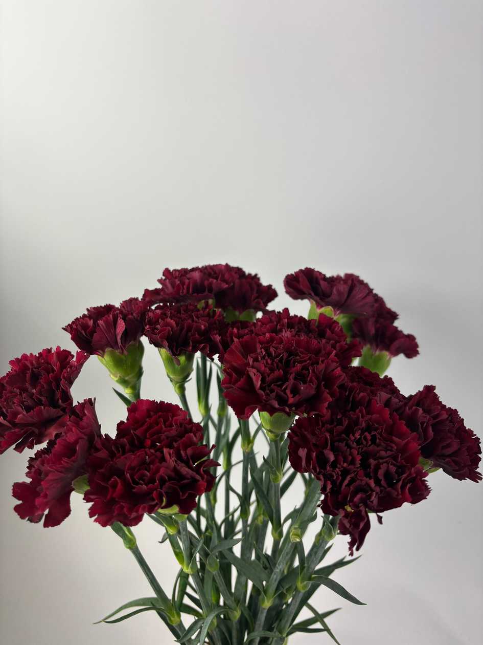 Bordeaux Single-headed Carnations