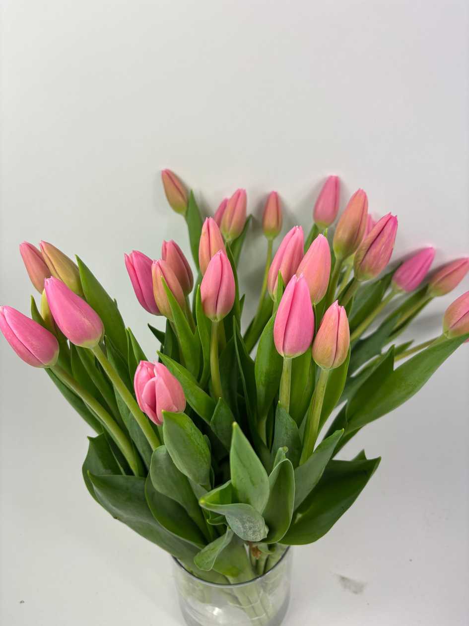 Puma Tulips