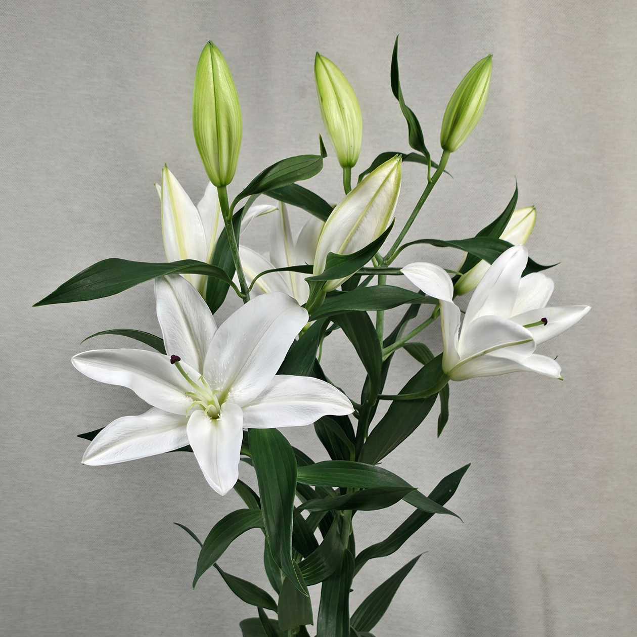 White Lillies