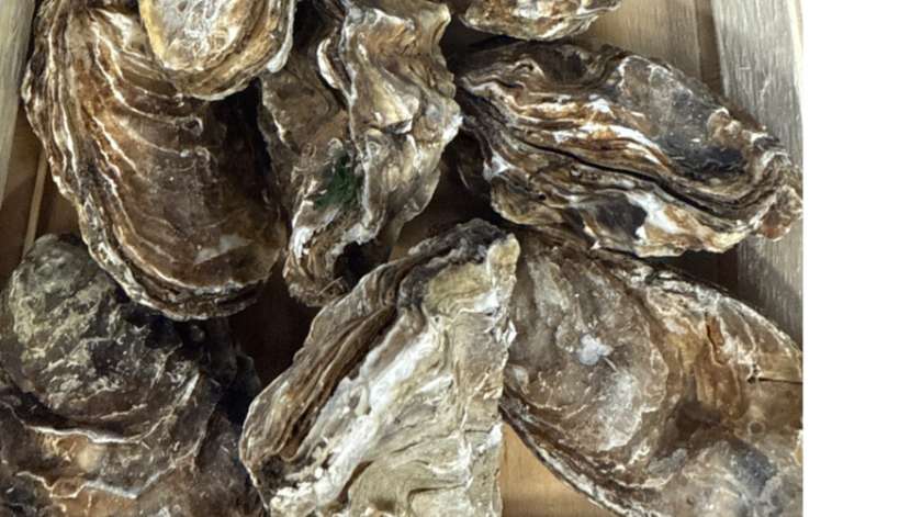 Oyster No. 2 (1 piece)