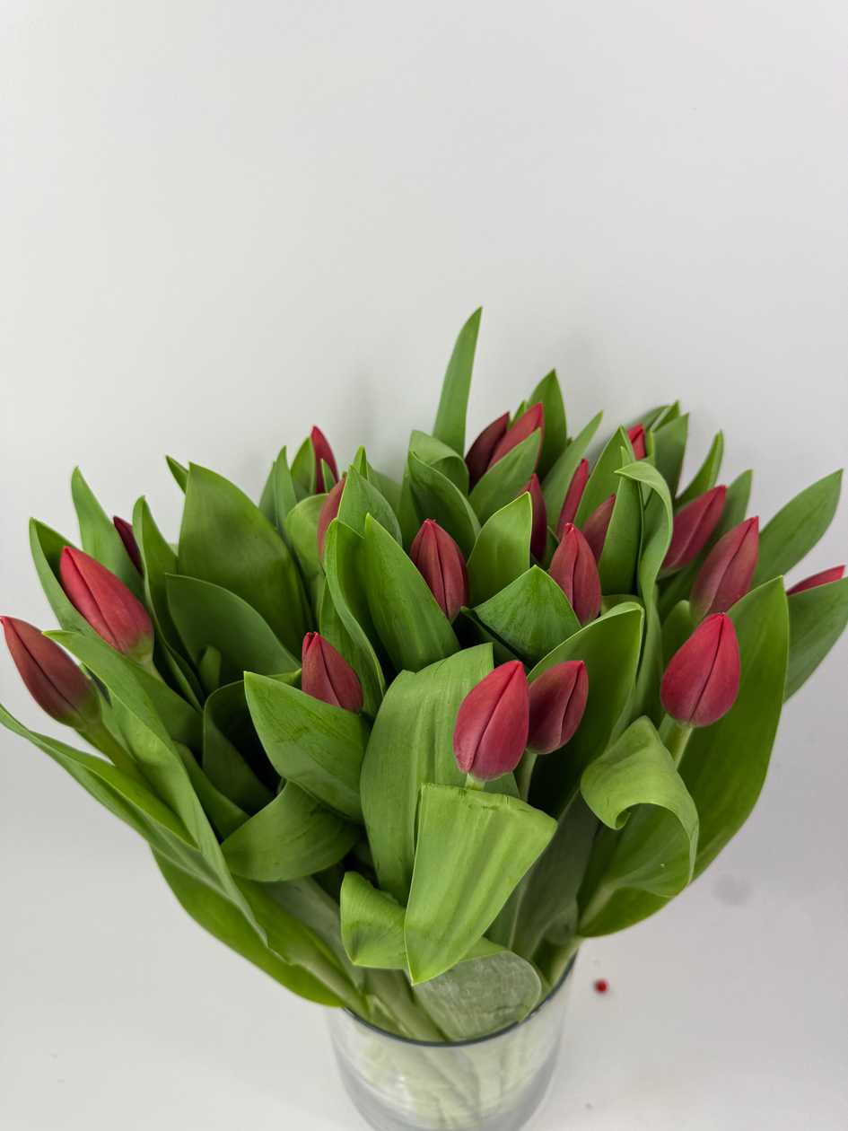 Renegade Tulips