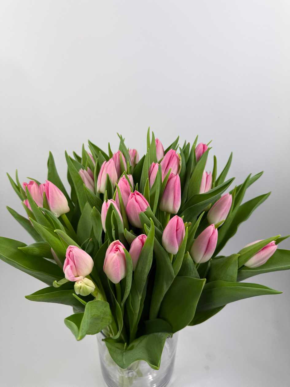 Dynasty Tulips