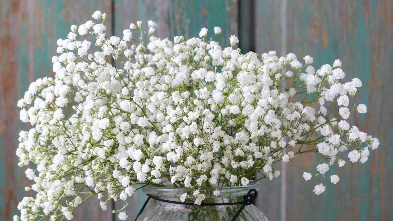 Gypsophila