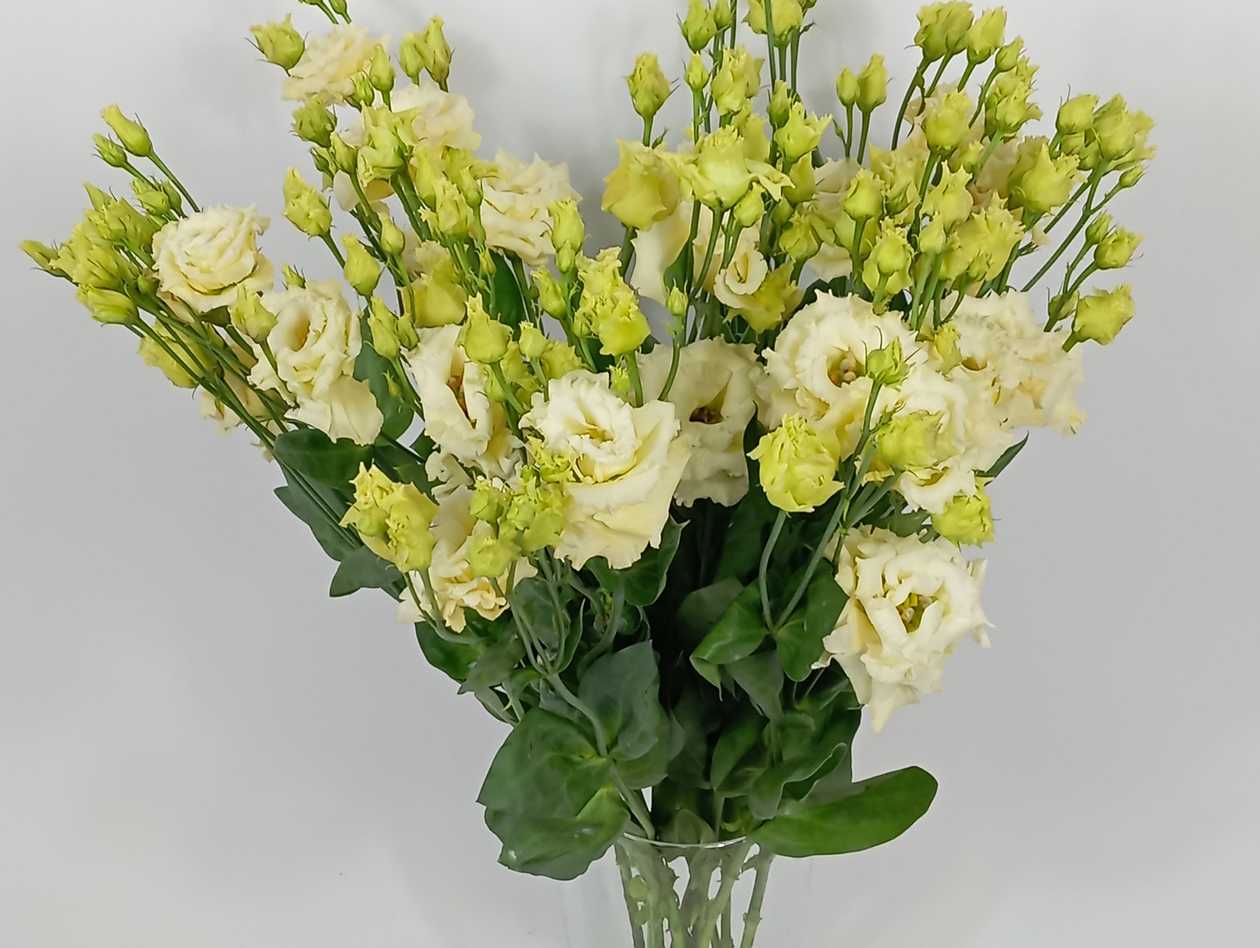 Yellow Lisianthus