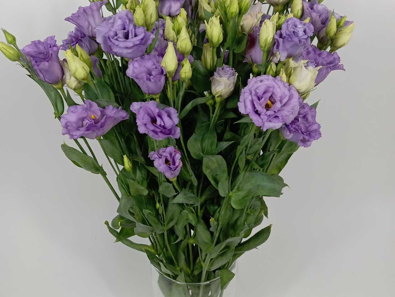 Light Violet Lisianthus