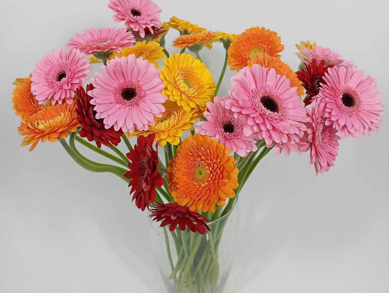 Large MIX Gerberas