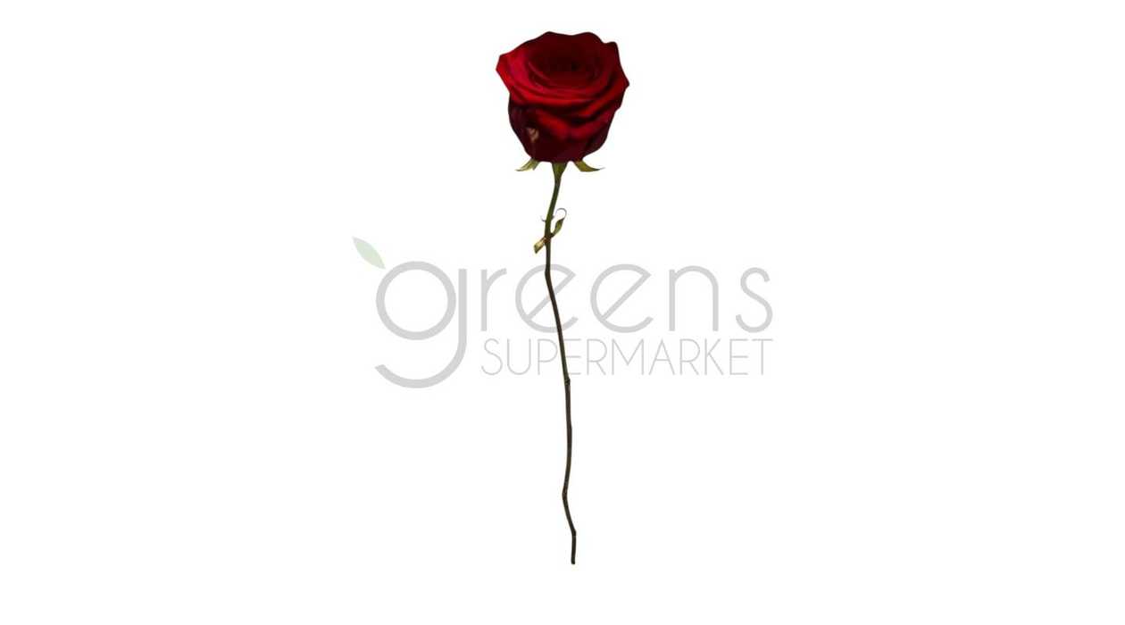 Roses Gr Upper Class Red