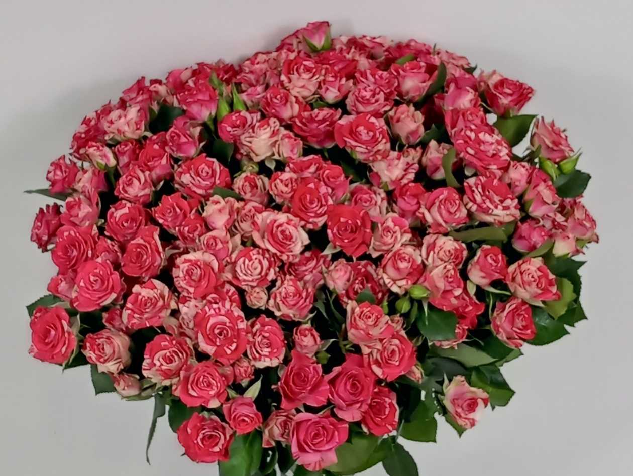 Fireworks Floribunda Roses