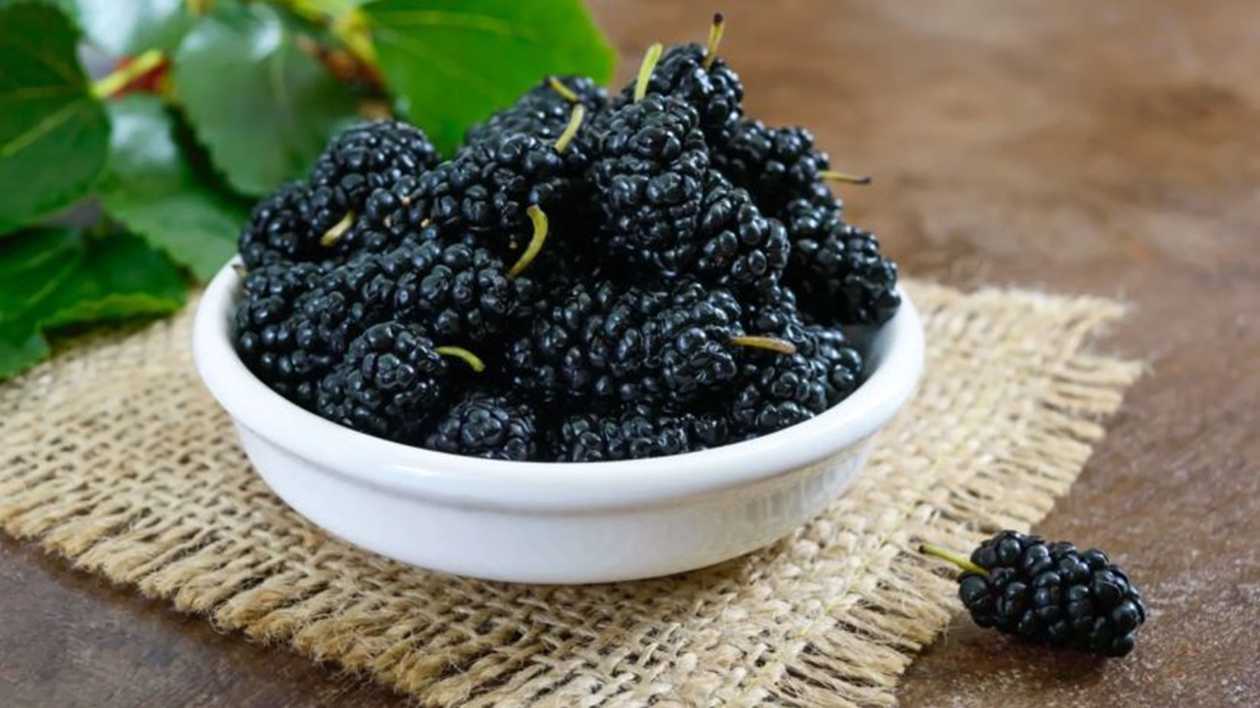 Black Mulberry 0.4-0.5Kg