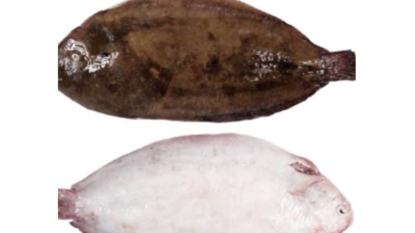 Dover Sole 800g