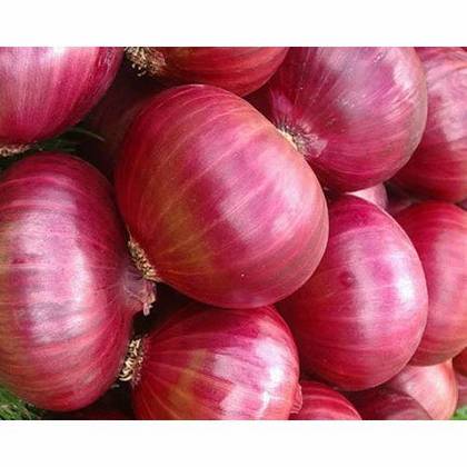🧅 Fresh & Flavorful Purple Onions