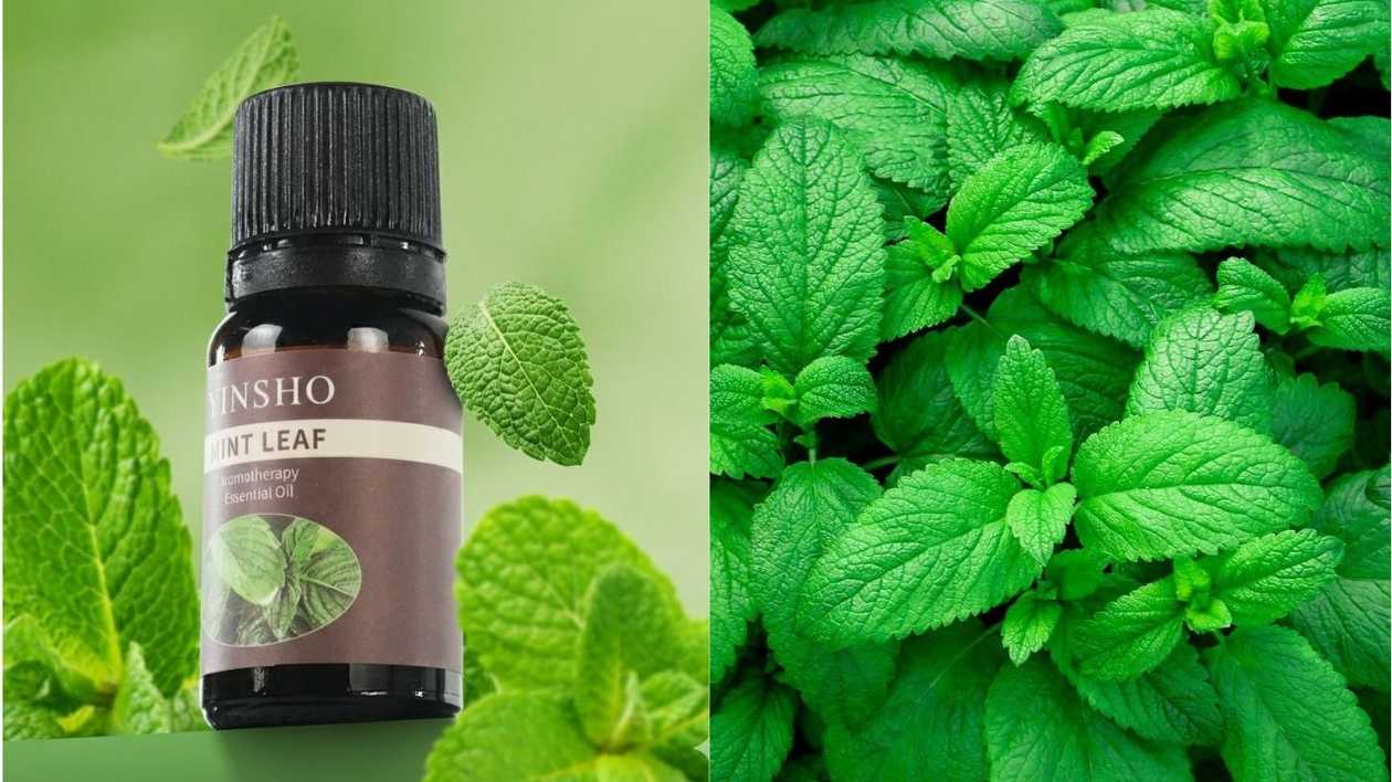 Yinsho Essential Oil - Mint 10ml