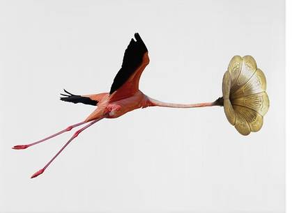 Sound of Flamingo-Fly