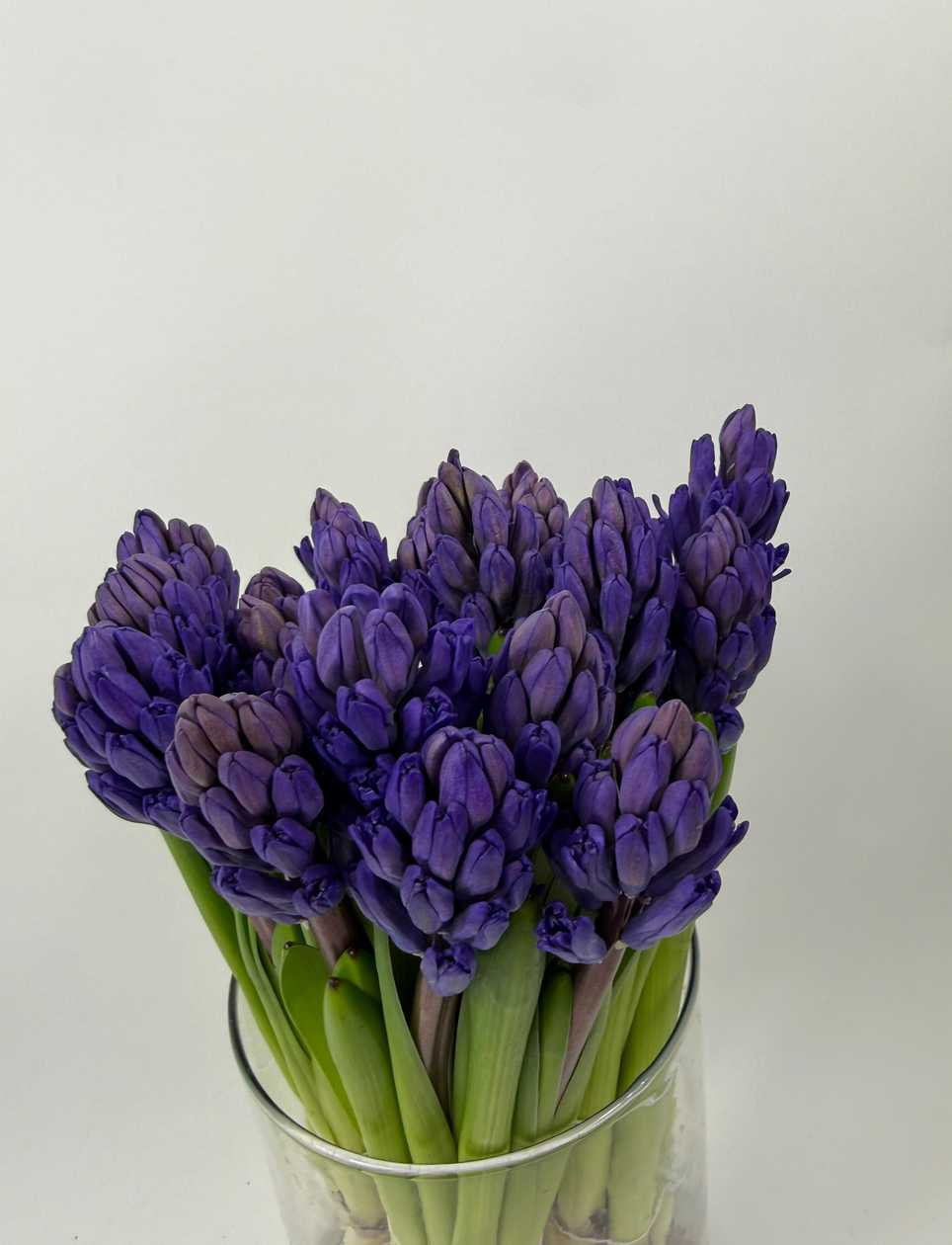Dark Purple Hyacinths